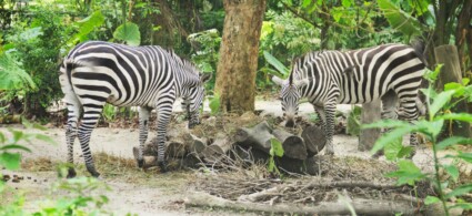 Zoo di Praga